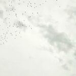 Kaan Urgancıoğlu Instagram – Leylekler aramızda. Geçiyorlar. Dinlenip, zamanın değiştirdiklerine şahit olmaktan başka bir gayeleri yok gibi. Bizi olduğumuz gibi kabul etme bilgeliğindeler. Selam.