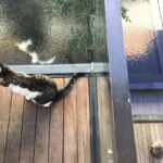 Kaan Urgancıoğlu Instagram – Matisse & Komşusu