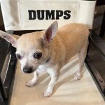 Kaley Cuoco Instagram – 💔’A dog is the only thing on earth, that loves you more than he loves himself’  My sweetest Dump Truck, saying goodbye to you has deeply pierced my soul. You were with me during some of the hardest moments I’ve had in my life.  You brought endless joy to everyone that met you, and kissed my nose when I needed it most. You were as special as it gets and I’m so grateful we found each-other. Please tell Norman I miss him every day and will cherish you both forever 🌈