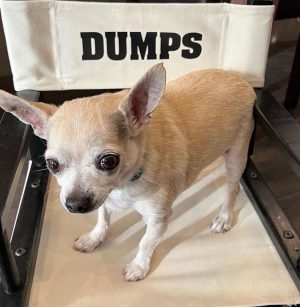 Kaley Cuoco Instagram - 💔’A dog is the only thing on earth, that loves you more than he loves himself’  My sweetest Dump Truck, saying goodbye to you has deeply pierced my soul. You were with me during some of the hardest moments I’ve had in my life.  You brought endless joy to everyone that met you, and kissed my nose when I needed it most. You were as special as it gets and I’m so grateful we found each-other. Please tell Norman I miss him every day and will cherish you both forever 🌈