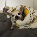 Kaley Cuoco Instagram – 💔’A dog is the only thing on earth, that loves you more than he loves himself’  My sweetest Dump Truck, saying goodbye to you has deeply pierced my soul. You were with me during some of the hardest moments I’ve had in my life.  You brought endless joy to everyone that met you, and kissed my nose when I needed it most. You were as special as it gets and I’m so grateful we found each-other. Please tell Norman I miss him every day and will cherish you both forever 🌈
