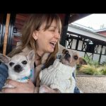 Kaley Cuoco Instagram – 💔’A dog is the only thing on earth, that loves you more than he loves himself’  My sweetest Dump Truck, saying goodbye to you has deeply pierced my soul. You were with me during some of the hardest moments I’ve had in my life.  You brought endless joy to everyone that met you, and kissed my nose when I needed it most. You were as special as it gets and I’m so grateful we found each-other. Please tell Norman I miss him every day and will cherish you both forever 🌈