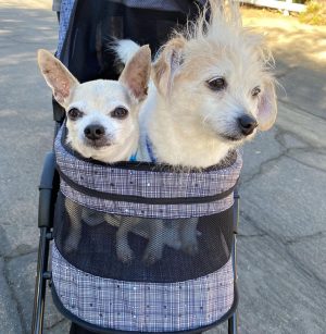 Kaley Cuoco Instagram - 💔’A dog is the only thing on earth, that loves you more than he loves himself’  My sweetest Dump Truck, saying goodbye to you has deeply pierced my soul. You were with me during some of the hardest moments I’ve had in my life.  You brought endless joy to everyone that met you, and kissed my nose when I needed it most. You were as special as it gets and I’m so grateful we found each-other. Please tell Norman I miss him every day and will cherish you both forever 🌈