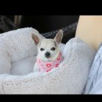 Kaley Cuoco Instagram – 💔’A dog is the only thing on earth, that loves you more than he loves himself’  My sweetest Dump Truck, saying goodbye to you has deeply pierced my soul. You were with me during some of the hardest moments I’ve had in my life.  You brought endless joy to everyone that met you, and kissed my nose when I needed it most. You were as special as it gets and I’m so grateful we found each-other. Please tell Norman I miss him every day and will cherish you both forever 🌈