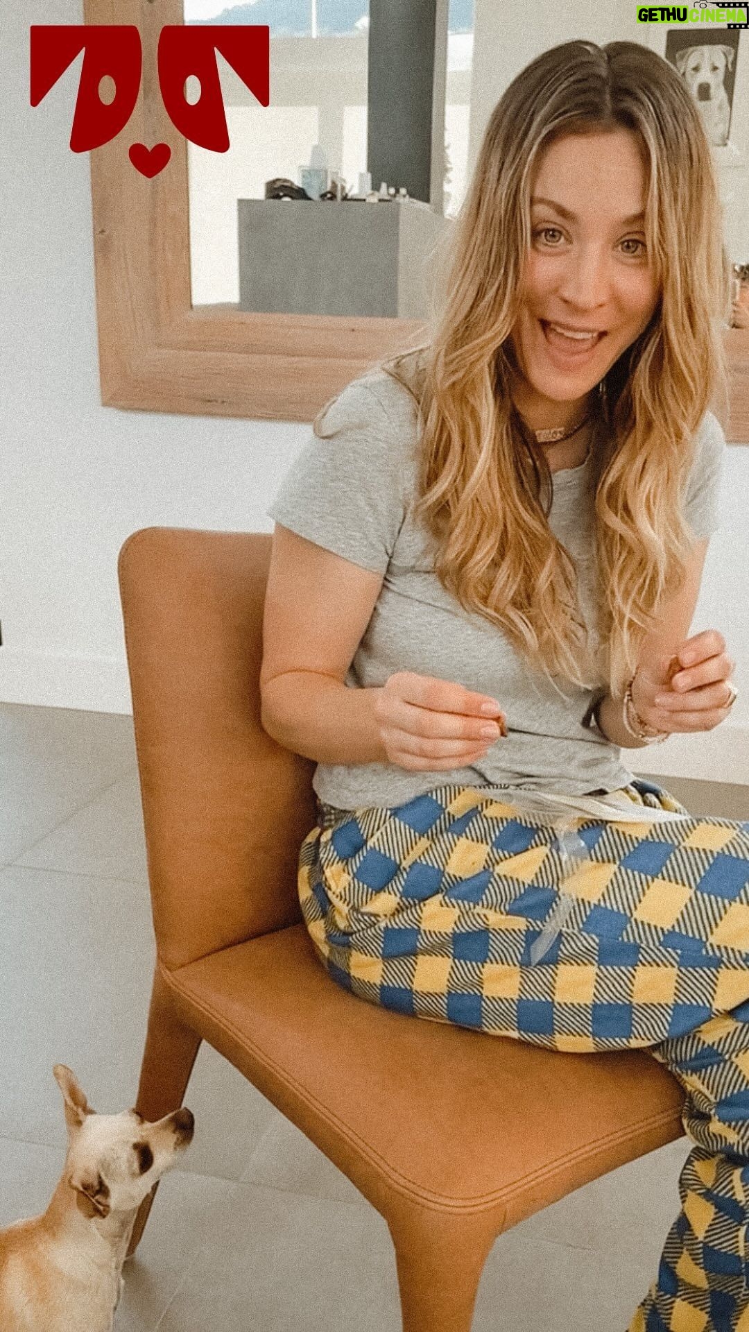 Kaley Cuoco Instagram - The product testing team is back from holiday break and working harder than ever. 🦴@ohnorman treats are in development. They sure seem to be a hit among our pack of tastemakers. 🐶 We’re definitely going to want your input along the way, so you know what to do… Sign up for our email list to become a part of our pack via the link in bio. For now, we’re all ears in the comment section! ✍️ Do you have any early treat-related requests? What matters to you most when it comes to dog nutrition? Coming soon!