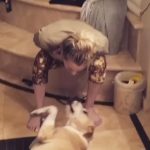 Kaley Cuoco Instagram - To my beloved Oh Norman pack, I have a special something just for you! Want to be my pen pal?💌🐾 Well now you can be! Head on over to @ohnorman to learn more!🐾