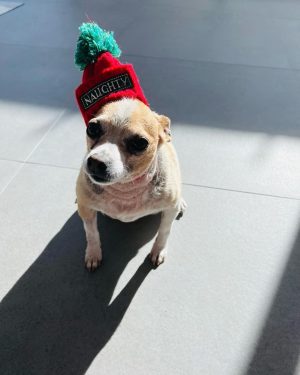 Kaley Cuoco Instagram - 🥹There are no words to describe our dearest little Kingy. He was the first dog @tommypelphrey and I rescued together and honestly the most special.
I saw him online shaking in a shelter in Atlanta while I was away in Germany , and asked the shelter to hold him because we just had to have him. A month later we were in Atlanta for Tom’s work, and we spent an entire day driving hours to go pick up King. It was ♥️ ! We did not have him nearly long enough. What started as a 6 pound , skinny , wouldn’t drink water , fur less, scared dog, turned into a chubby , hilarious , side plopping, eye kissing part of our family. The hardest part about adopting seniors with medical issues, is we truly don’t know how long we have. All I know is Kingy gave us the most joy over the last year in a half and we could not love him more. 🌈 to everyone that helped with Kingy’s journey along the way, thank you. I urge you to rescue your next best friend ❤️‍🩹 He has left his paw print on our family’s hearts forever 🐾