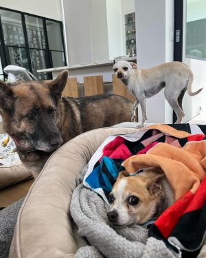 Kaley Cuoco Instagram - 🥹There are no words to describe our dearest little Kingy. He was the first dog @tommypelphrey and I rescued together and honestly the most special.
I saw him online shaking in a shelter in Atlanta while I was away in Germany , and asked the shelter to hold him because we just had to have him. A month later we were in Atlanta for Tom’s work, and we spent an entire day driving hours to go pick up King. It was ♥️ ! We did not have him nearly long enough. What started as a 6 pound , skinny , wouldn’t drink water , fur less, scared dog, turned into a chubby , hilarious , side plopping, eye kissing part of our family. The hardest part about adopting seniors with medical issues, is we truly don’t know how long we have. All I know is Kingy gave us the most joy over the last year in a half and we could not love him more. 🌈 to everyone that helped with Kingy’s journey along the way, thank you. I urge you to rescue your next best friend ❤️‍🩹 He has left his paw print on our family’s hearts forever 🐾