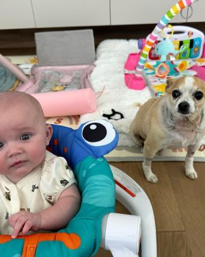 Kaley Cuoco Instagram - 🥹There are no words to describe our dearest little Kingy. He was the first dog @tommypelphrey and I rescued together and honestly the most special.
I saw him online shaking in a shelter in Atlanta while I was away in Germany , and asked the shelter to hold him because we just had to have him. A month later we were in Atlanta for Tom’s work, and we spent an entire day driving hours to go pick up King. It was ♥️ ! We did not have him nearly long enough. What started as a 6 pound , skinny , wouldn’t drink water , fur less, scared dog, turned into a chubby , hilarious , side plopping, eye kissing part of our family. The hardest part about adopting seniors with medical issues, is we truly don’t know how long we have. All I know is Kingy gave us the most joy over the last year in a half and we could not love him more. 🌈 to everyone that helped with Kingy’s journey along the way, thank you. I urge you to rescue your next best friend ❤️‍🩹 He has left his paw print on our family’s hearts forever 🐾