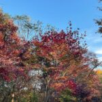 Kang Han-na Instagram - 🍁