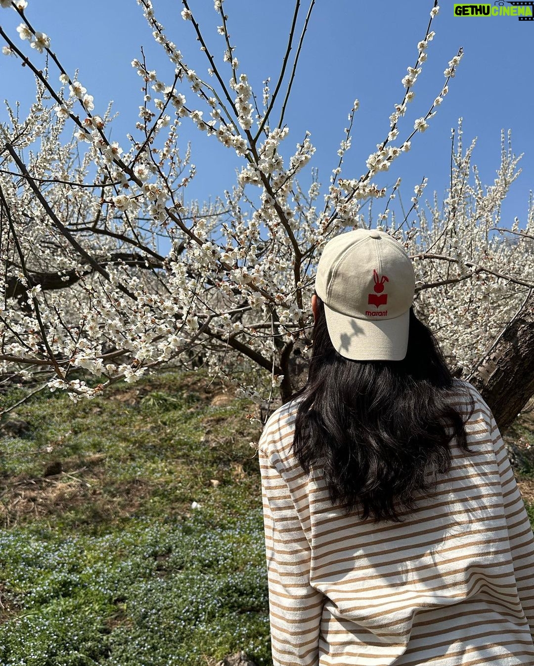 Kang Han-na Instagram - Ummarang🌞🌸 홍쌍리 청매실농원