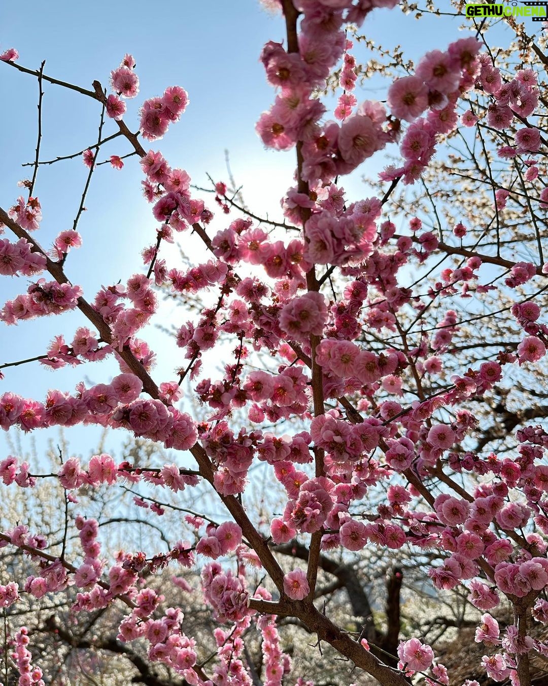 Kang Han-na Instagram - Ummarang🌞🌸 홍쌍리 청매실농원