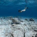 Kaori Oinuma Instagram - 📍 Gili Islands 🐢 🎥: @weendy_weens 🎨: @dkalbon @humaidi_makruf Underwater