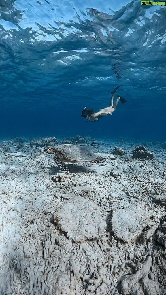 Kaori Oinuma Instagram - 📍 Gili Islands 🐢 🎥: @weendy_weens 🎨: @dkalbon @humaidi_makruf Underwater