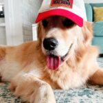 Karan Wahi Instagram – We Love our caps
@noah_thegoldenretriever