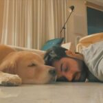 Karan Wahi Instagram - EveryDay Ritual ❤️ @noah_thegoldenretriever
