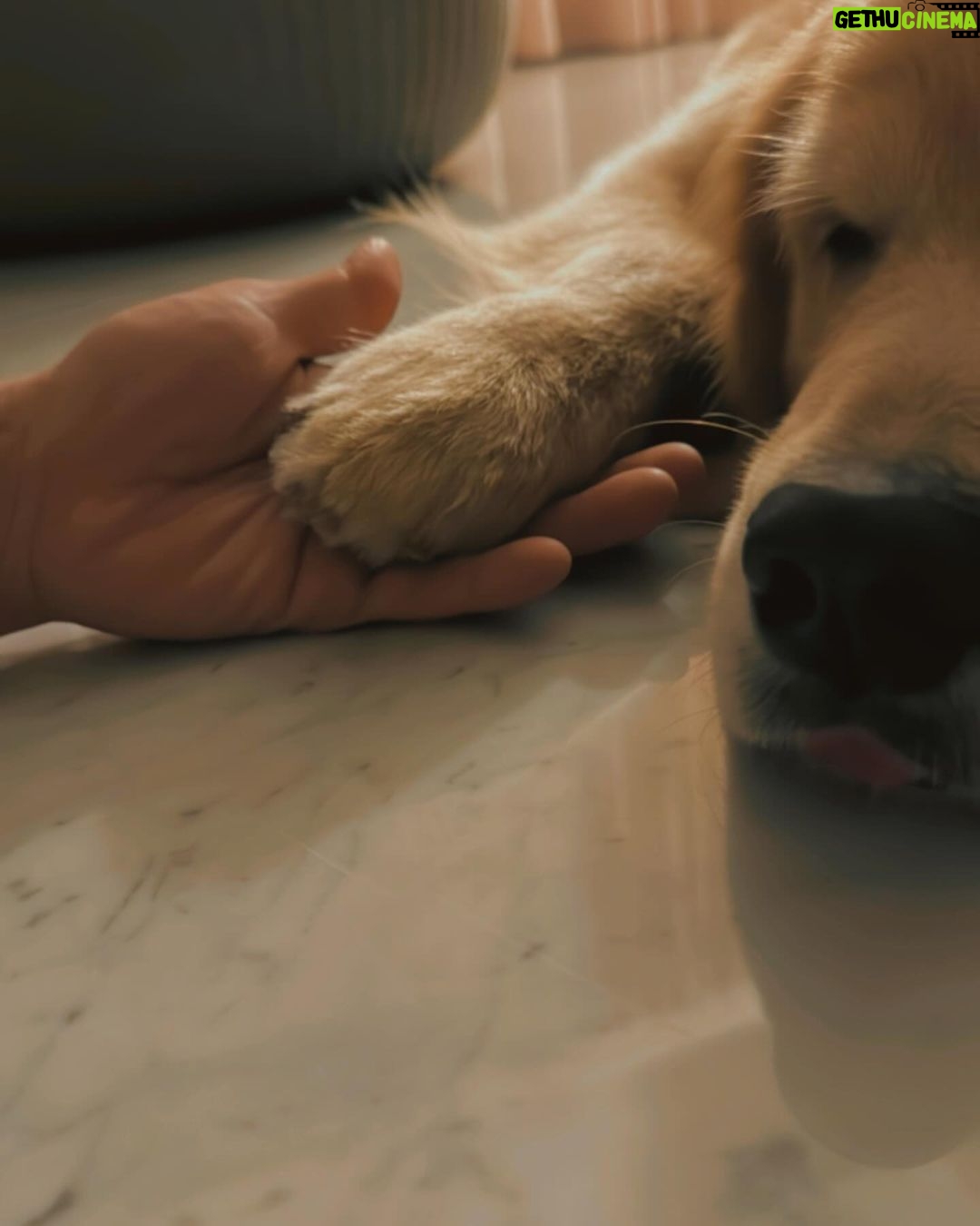 Karan Wahi Instagram - EveryDay Ritual ❤️ @noah_thegoldenretriever