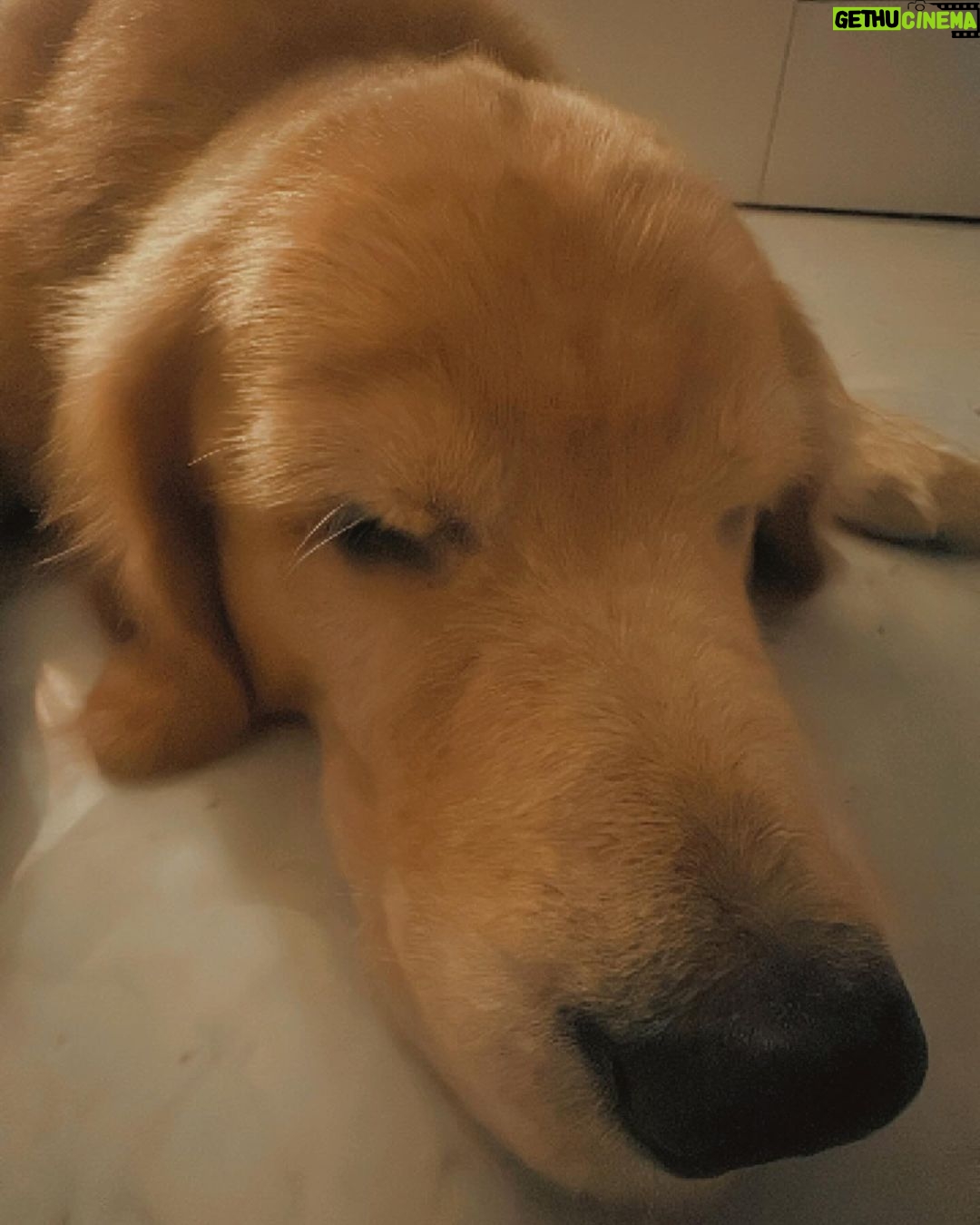 Karan Wahi Instagram - EveryDay Ritual ❤️ @noah_thegoldenretriever