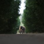 Kareena Kapoor Instagram - This is Tarzan, a young elephant who experienced a life-changing transformation recently after a successful cataract surgery, which restored his vision. This is just one of the many amazing stories taking place at Vantara, an initiative by the Reliance Foundation that diligently rescues, treats, and restores injured, neglected, and endangered animals both domestically and globally. Vantara has tirelessly rescued over 200 elephants and thousands of other animals, reptiles, and birds, committing to animal welfare. Bravo, Anant and team, on creating such an amazing initiative. 👏🏻💯 #Vantara #AnantAmbani