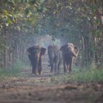 Kareena Kapoor Instagram - This is Tarzan, a young elephant who experienced a life-changing transformation recently after a successful cataract surgery, which restored his vision. This is just one of the many amazing stories taking place at Vantara, an initiative by the Reliance Foundation that diligently rescues, treats, and restores injured, neglected, and endangered animals both domestically and globally. Vantara has tirelessly rescued over 200 elephants and thousands of other animals, reptiles, and birds, committing to animal welfare. Bravo, Anant and team, on creating such an amazing initiative. 👏🏻💯 #Vantara #AnantAmbani