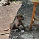 Karen Polinesia Instagram - Ya esta en YouTube mi experiencia en el proyecto Empezar de Cero… Cada vez entiendo porque @ppteamrafa decidió venir acá, la naturaleza nos enseña cómo vivir mejor! Así de simple y si nosotros aprendemos a vivir con ella, nuestra vida se transforma de maneras que solo el alma puede entender…. Gracias hermano por compartir esta bella experiencia conmigo y cuenta conmigo para el desarrollo de los sueños que se están construyendo ahí ✨🍃✨