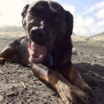 Karl Urban Instagram - West coasting 2 #dogsofinstagram