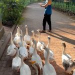 Kartik Aaryan Instagram - Ducks Day Out 👶🏻 Goa, India