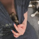 Kat Dennings Instagram - heaven is a shirt cat