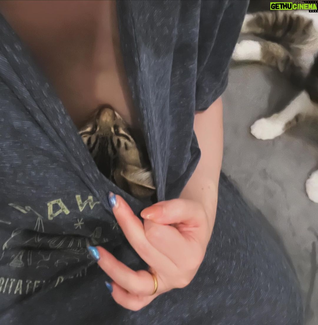 Kat Dennings Instagram - heaven is a shirt cat