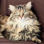Kat Dennings Instagram - MY BABY IS 🥓🔟 🥓 and she still enjoys all her hobbies such as peeing and barfing