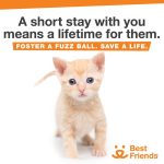 Kat Dennings Instagram – Every year, thousands of kittens arrive at our nation’s animal shelters, and your help is needed to ensure every life is saved. By fostering a kitten (or two), you’re providing them with a chance to grow up and find families of their very own. That way you, and your local shelter, will be ready to help the kittens. Sign up to foster today at the link in my bio. 
@bestfriendsanimalsociety #SaveThemAll #Bfinspired