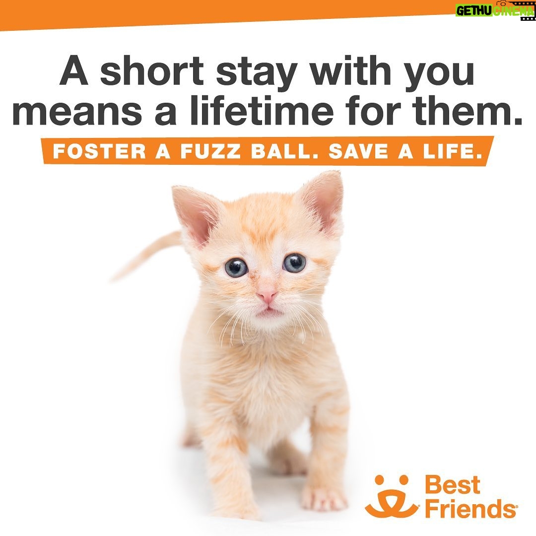 Kat Dennings Instagram - Every year, thousands of kittens arrive at our nation’s animal shelters, and your help is needed to ensure every life is saved. By fostering a kitten (or two), you’re providing them with a chance to grow up and find families of their very own. That way you, and your local shelter, will be ready to help the kittens. Sign up to foster today at the link in my bio. @bestfriendsanimalsociety #SaveThemAll #Bfinspired