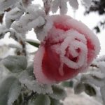 Kat Dennings Instagram - Frozen roses are about as good as it gets