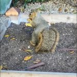 Kat Dennings Instagram - I caught this squirrel digging up my garden bed and went to shoo him away but then I blacked out and gave him all my pantry nuts