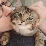 Kat Dennings Instagram - Millie, my baby girl, passed away today. My heart is destroyed. I truly feel like I lost a part of my soul. I will never stop loving her. She saved me in so many ways, every day, with her pure love. Please hold your pets close. ♥️