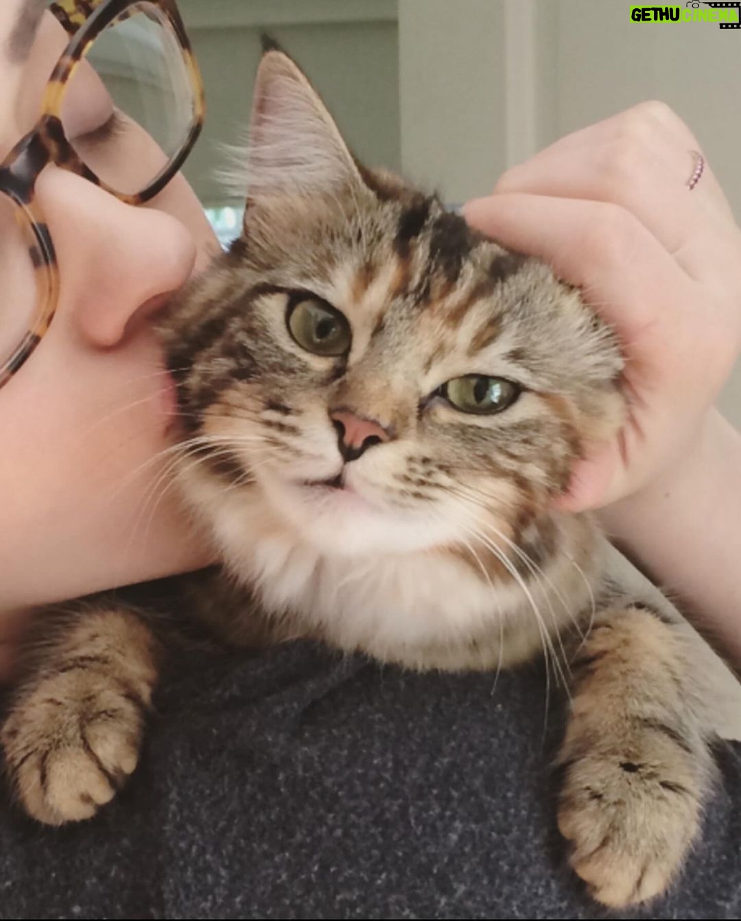 Kat Dennings Instagram - Millie, my baby girl, passed away today. My heart is destroyed. I truly feel like I lost a part of my soul. I will never stop loving her. She saved me in so many ways, every day, with her pure love. Please hold your pets close. ♥️