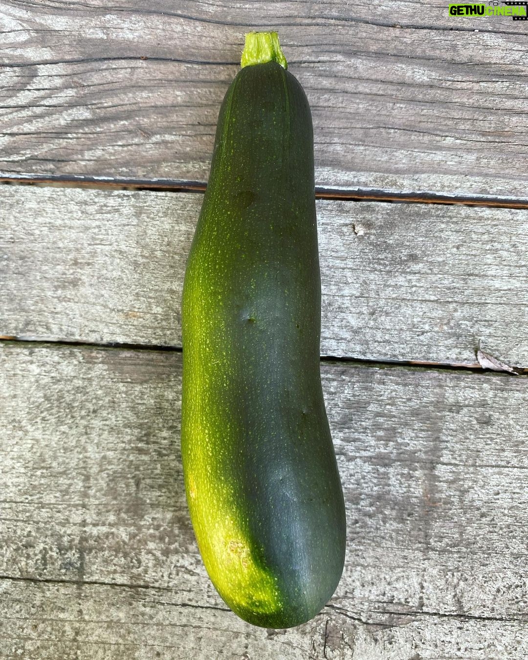Kat Dennings Instagram - Zucchini Daddy™️ is back
