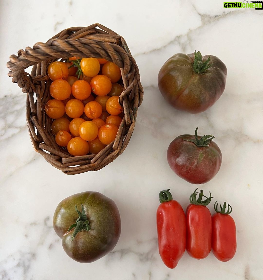 Kat Dennings Instagram - IT’S TOMATO TIME