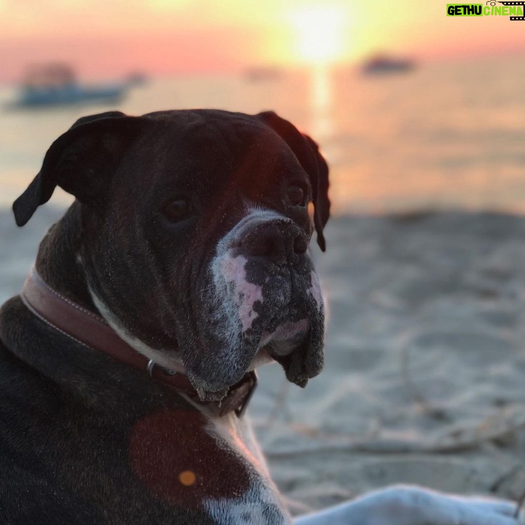 Kate Upton Instagram - We’ve been grieving the loss of the heart of our family. Over the past 12 years Harley has been by our side showing us the true meaning of unconditional love and loyalty. Never in one place for long, we were each others’ constants and home. Only old age could tear us apart…but I know he is no longer in pain and looking down on us from above. Once a guardian angel on earth, he is now one in heaven. I will continue to love you every day Harley ❤️ RIP