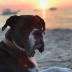 Kate Upton Instagram - We’ve been grieving the loss of the heart of our family. Over the past 12 years Harley has been by our side showing us the true meaning of unconditional love and loyalty. Never in one place for long, we were each others’ constants and home. Only old age could tear us apart…but I know he is no longer in pain and looking down on us from above. Once a guardian angel on earth, he is now one in heaven. I will continue to love you every day Harley ❤️ RIP