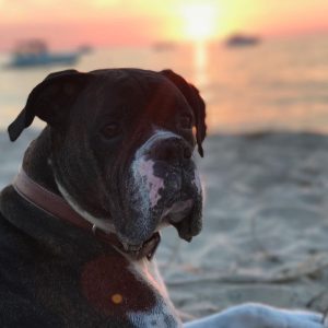 Kate Upton Instagram - We’ve been grieving the loss of the heart of our family. Over the past 12 years Harley has been by our side showing us the true meaning of unconditional love and loyalty. Never in one place for long, we were each others’ constants and home. Only old age could tear us apart…but I know he is no longer in pain and looking down on us from above. Once a guardian angel on earth, he is now one in heaven. I will continue to love you every day Harley ❤️ RIP