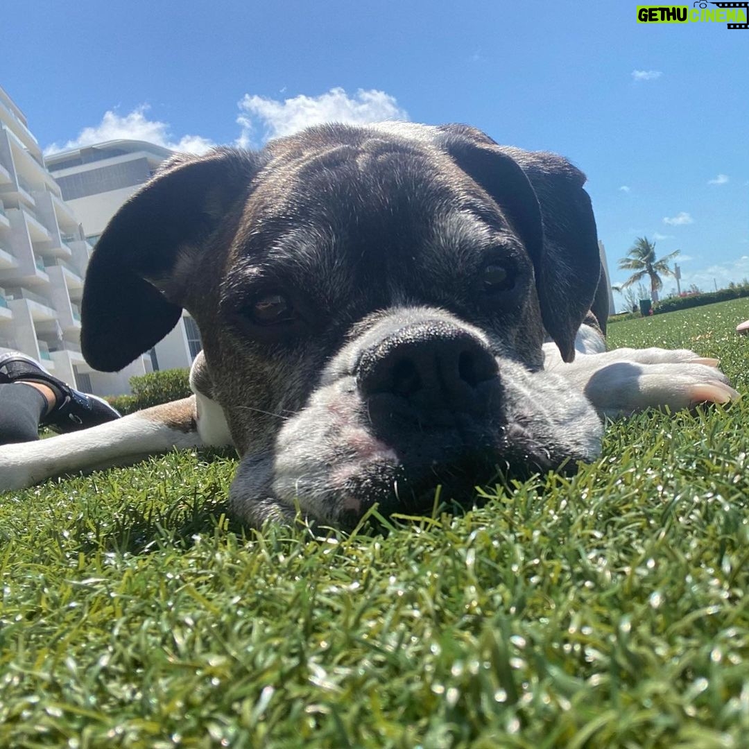 Kate Upton - 79.6K Likes - We’ve been grieving the loss of the heart of our family. Over the past 12 years Harley has been by our side showing us the true meaning of unconditional love and loyalty. Never in one place for long, we were each others’ constants and home. Only old age could tear us apart…but I know he is no longer in pain and looking down on us from above. Once a guardian angel on earth, he is now one in heaven. I will continue to love you every day Harley ❤️ RIP