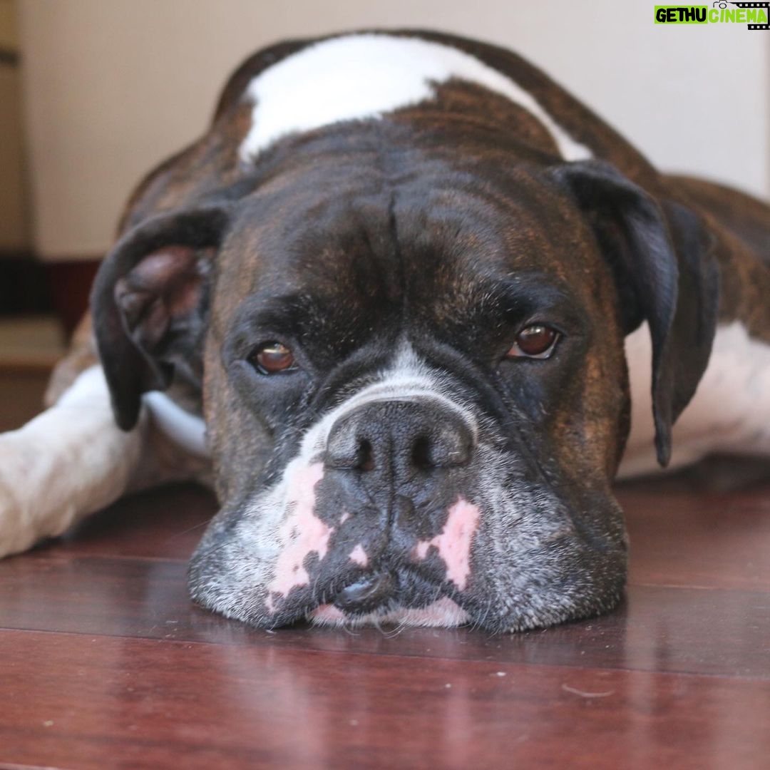 Kate Upton - 79.6K Likes - We’ve been grieving the loss of the heart of our family. Over the past 12 years Harley has been by our side showing us the true meaning of unconditional love and loyalty. Never in one place for long, we were each others’ constants and home. Only old age could tear us apart…but I know he is no longer in pain and looking down on us from above. Once a guardian angel on earth, he is now one in heaven. I will continue to love you every day Harley ❤️ RIP