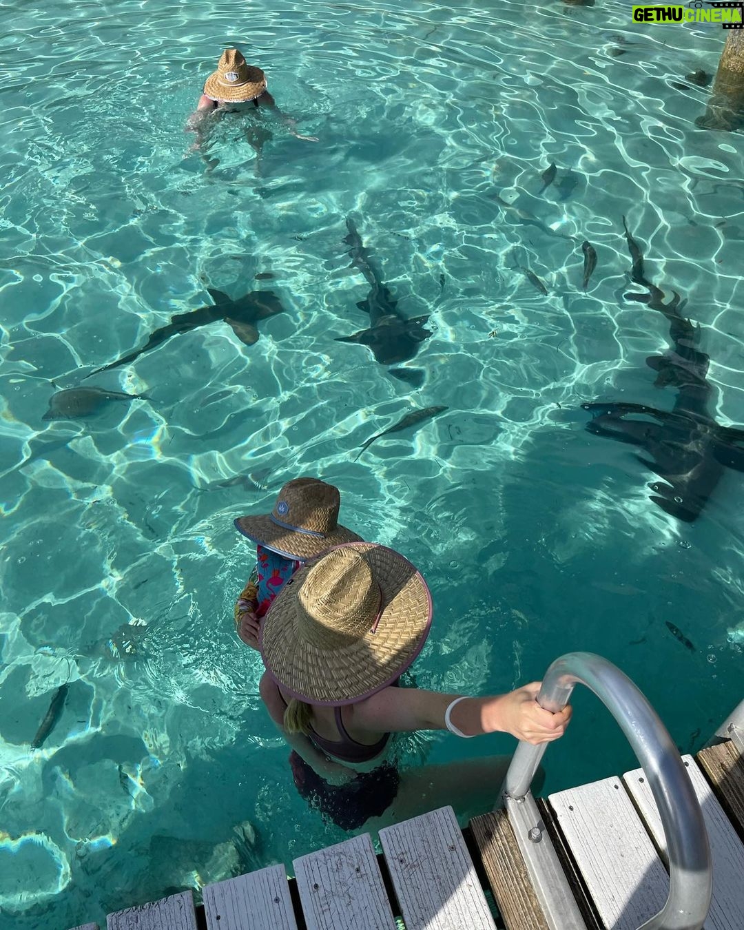 Kate Upton Instagram - Officially crossed swimming with pigs & sharks off Vivi’s bucket list! ...okay maybe she doesn’t have a bucket list. But she was fearless and loved it! 🦈💕