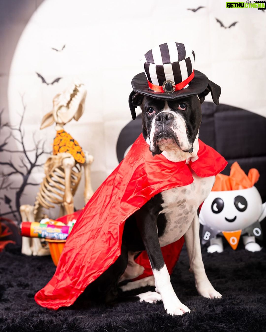 Kate Upton Instagram - As you can tell we take Halloween very seriously nowadays... Norman has always slayed no matter what tho
