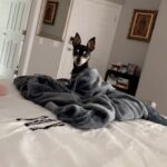Kate del Castillo Instagram - Hoy se cumple un año de la muerte de mi chiquita #lola después de 16 años. La extraño todos los días. Fue mi compañera, siempre la voy a amar. ♥️♥️♥️#rip #qepd
