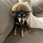 Kate del Castillo Instagram - Lola. Mi compañera durante 16 años murió hace unas horas. Gracias a tod@s l@s que siempre la quisieron mucho especialmente a mi amiga y segunda madre de Lola @jessimaldonadotv y los #kdclovers Es increíble tanto dolor, tanto amor que siento por Lola. Los animales son seres superiores. Inmenso el amor y la alegría que me dió Lola por tantos años. Sin duda mi vida no será la misma sin ella. #rip #loladelcastillo #qepd ♥️💔♥️💔♥️💔
