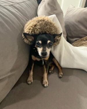 Kate del Castillo Instagram - Lola. Mi compañera durante 16 años murió hace unas horas. Gracias a tod@s l@s que siempre la quisieron mucho especialmente a mi amiga y segunda madre de Lola @jessimaldonadotv y los #kdclovers 
Es increíble tanto dolor, tanto amor que siento por Lola. Los animales son seres superiores. Inmenso el amor y la alegría que me dió Lola por tantos años. Sin duda mi vida no será la misma sin ella. #rip #loladelcastillo #qepd ♥️💔♥️💔♥️💔