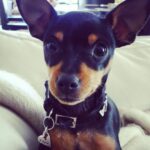 Kate del Castillo Instagram - Lola. Mi compañera durante 16 años murió hace unas horas. Gracias a tod@s l@s que siempre la quisieron mucho especialmente a mi amiga y segunda madre de Lola @jessimaldonadotv y los #kdclovers Es increíble tanto dolor, tanto amor que siento por Lola. Los animales son seres superiores. Inmenso el amor y la alegría que me dió Lola por tantos años. Sin duda mi vida no será la misma sin ella. #rip #loladelcastillo #qepd ♥️💔♥️💔♥️💔