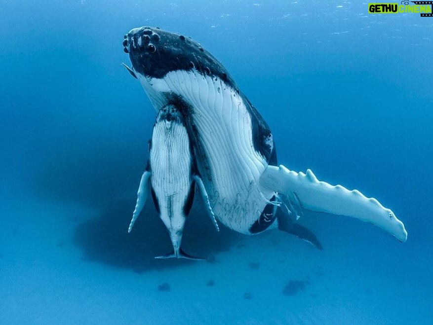 Katie Couric Instagram - I will use any excuse to post about my friends @paulnicklen and @mitty and the life-changing whale watching trip they took @johnmolner and me on in early 2023! ๐ ๐คฉ These wonderful human beings are the co-founders of the nonprofit @sealegacy and they're on a mission to celebrate our planetโs precious bodies of water, while giving us an up-close-and-personal look at their work. ๐ธ I'm so excited to share that my newsletter, Wake-Up Call, now has a new column called Ripple Effect where this dynamic duo will be regularly sharing their adventures on the ocean and what we can all do to protect it. ๐ We kick things off today with a look at how @sealegacy safeguards these unique environments โ and make sure you're subscribed to Wake-Up Call to never miss the newest write-up! Click the link in my bio to learn more. ๐ #sealegacy #wakeupcall #rippleeffect #paulnicklen #conservancy